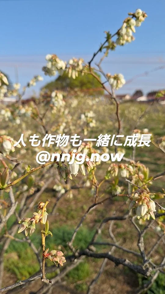 #日本農業実践学園 #農業 #新規就農 #茨城県 #農業学校 #水戸市 #稲作 #トウモロコシ