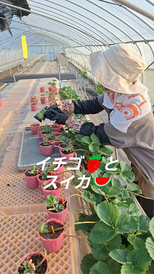 #日本農業実践学園 #農業 #新規就農 #茨城県 #農業学校 #水戸市